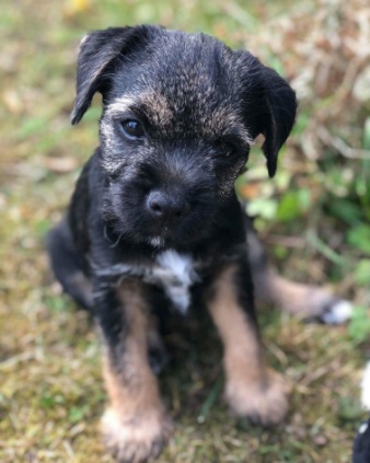 Osbourne, my border terrier pup (10 weeks old) | Border terrier ...